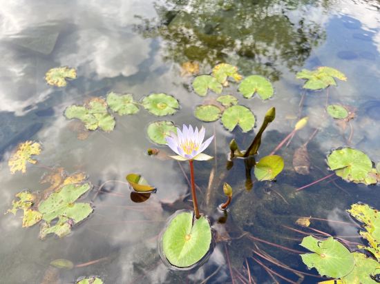 寧波東錢湖華茂希爾頓酒店優惠