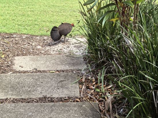 陽光海岸諾富特度假酒店優惠
