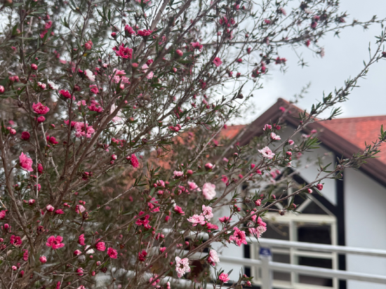 南投清境雲海景觀渡假山莊優惠