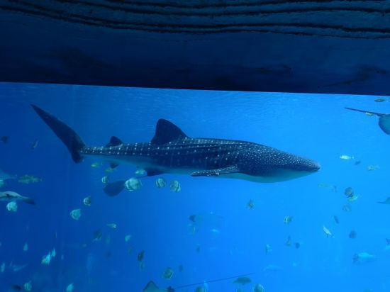 珠海長隆企鵝酒店優惠