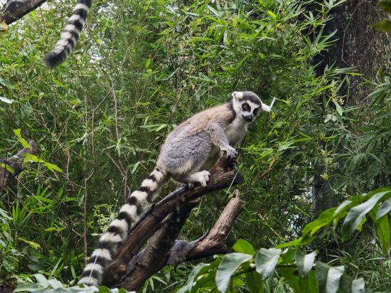 南京白金漢爵大酒店優惠