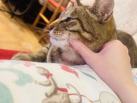 南投清境白熊屋優惠