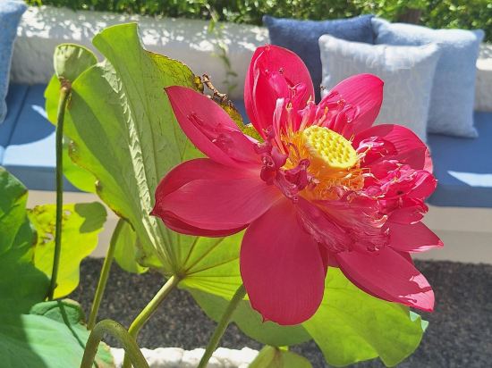 富國島拉海娜度假飯店優惠