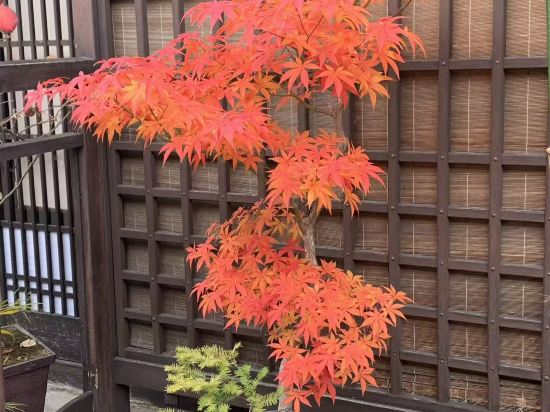 匠之宿深山櫻庵旅館優惠