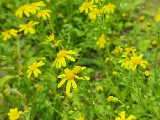中央菲拉酒店優惠
