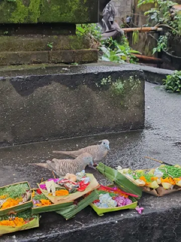 Umah de Arlika Ubud In der Nähe des Hotels Photos