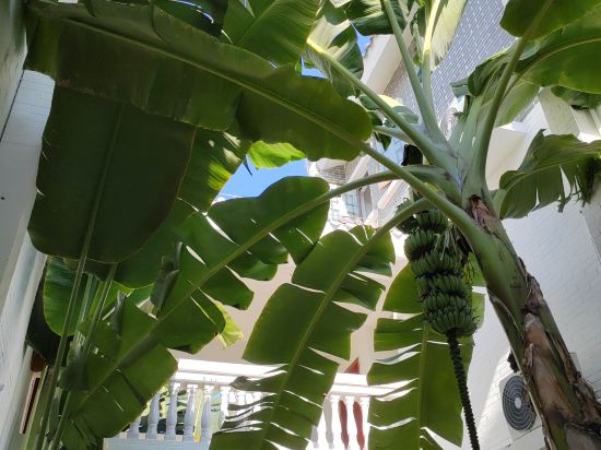 蕉葉民宿（三亞免税城店）優惠