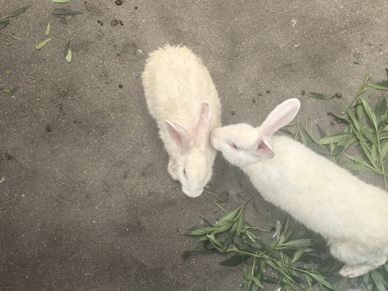 清遠恆大酒店優惠