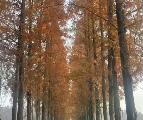 杭州西湖武林廣場蘭歐國際飯店優惠