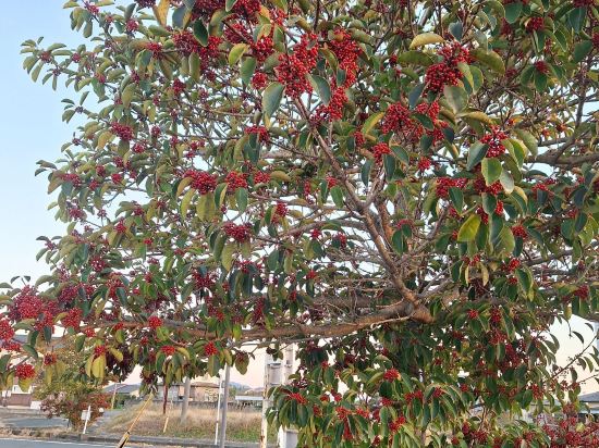 八代グランドホテル（HMIホテルグループ） クーポン