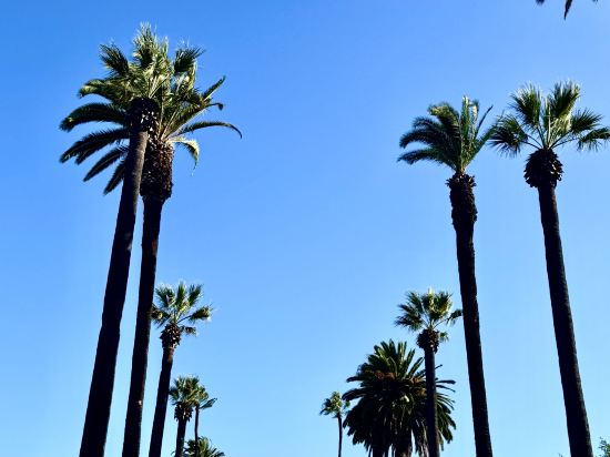 雅樂軒埃爾塞貢多飯店 - 洛杉磯機場優惠