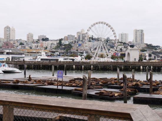 舊金山機場海灣希爾頓酒店優惠