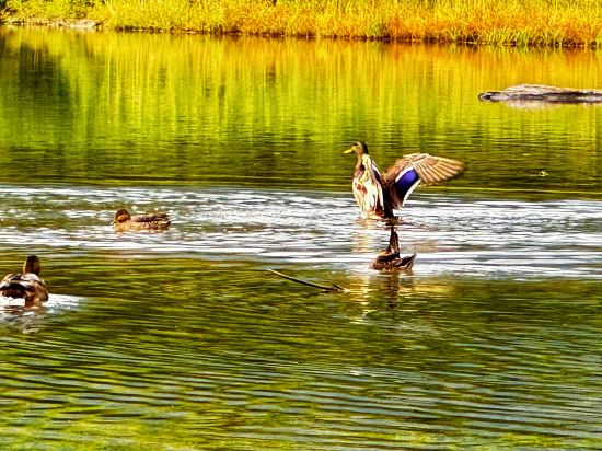 星落飯店 上高地大正池飯店優惠