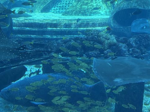 三亞亞特蘭蒂斯酒店優惠