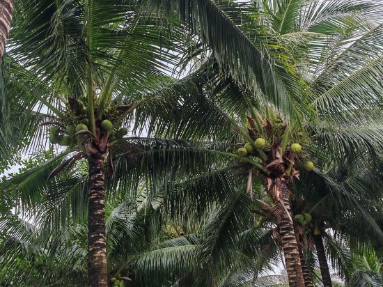 富國島尊享度假飯店，雅高旗下飯店優惠