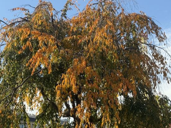 淺草豪景飯店別館六區優惠