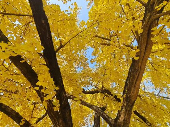 長興開元名都大酒店優惠