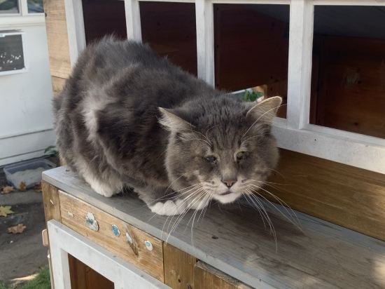 桃園蓮園商務旅館優惠