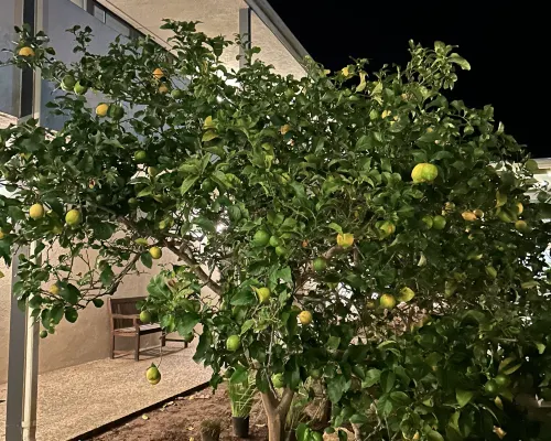 Lemon Tree Inn Photos