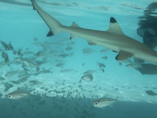 停泊島度假村優惠