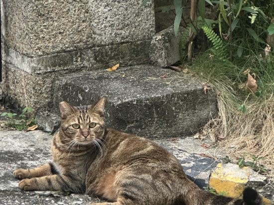 深圳6號花園酒店優惠