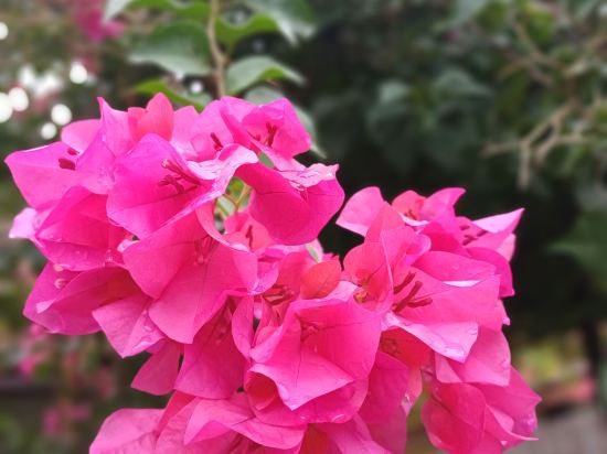 陽光花園度假村優惠