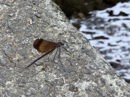 おちあいろう クーポン