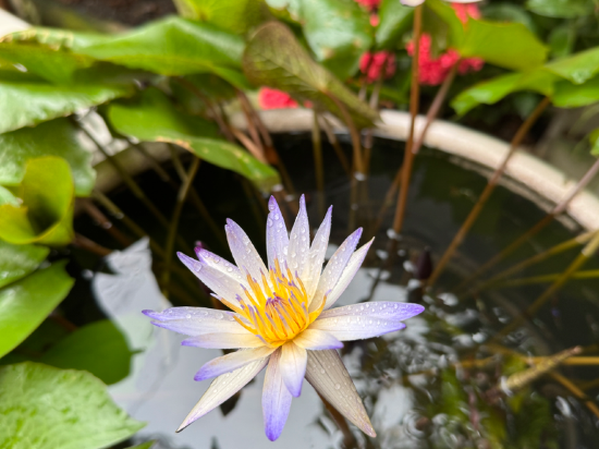 清邁帕斯特爾老城飯店優惠