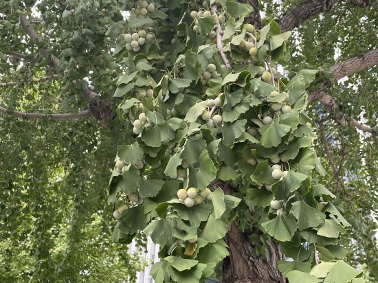三井花園飯店大手町優惠