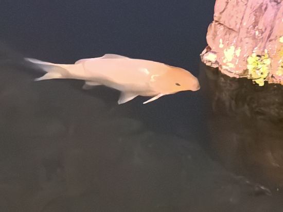 東京新大谷酒店花園塔酒店優惠