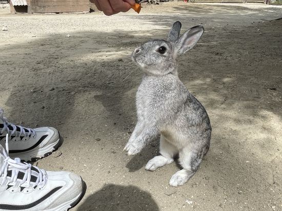 ザ・バンブーフォレスト クーポン