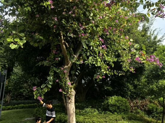 廈門海悅山莊飯店優惠