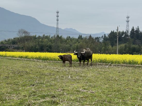 大連虹港大飯店優惠