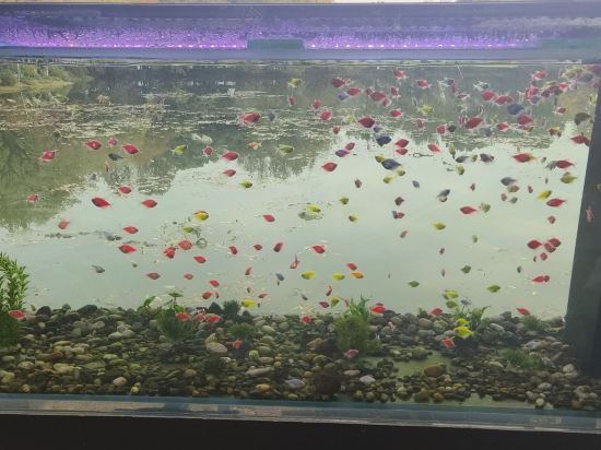 杭州索菲特西湖大酒店優惠