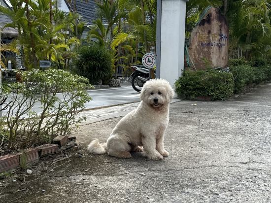 Ngoc Trai Xanh Bungalow優惠