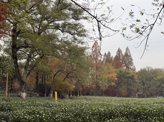 杭州千禧度假酒店優惠