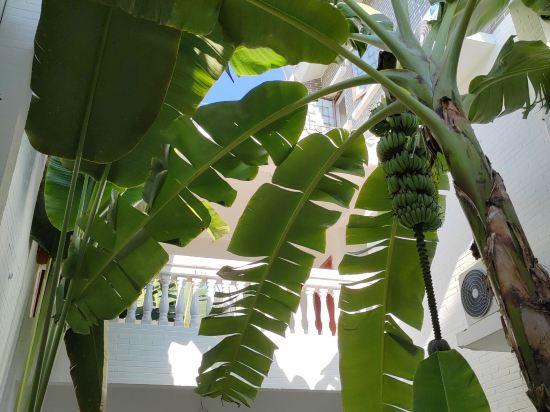 蕉葉民宿（三亞免税城店）優惠