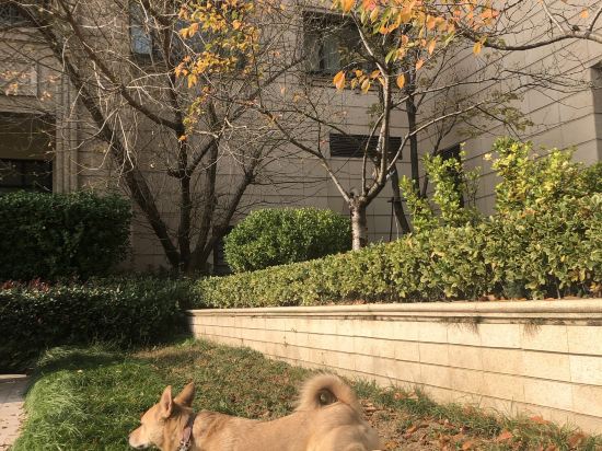 青島金沙灘希爾頓飯店優惠