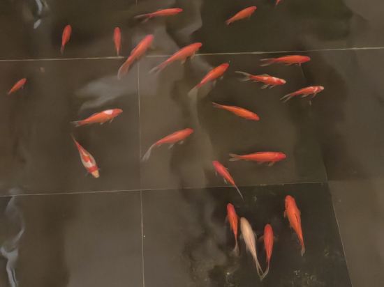 西雙版納雲投喜來登大酒店優惠