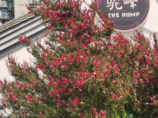 昆明駝峰客棧優惠