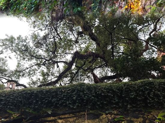 煙台萬達文華酒店優惠