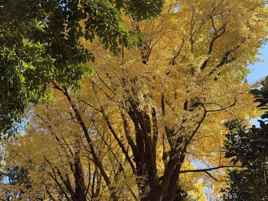 三井花園飯店銀座五丁目優惠