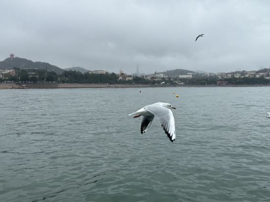 青島天一仁和智選假日酒店優惠