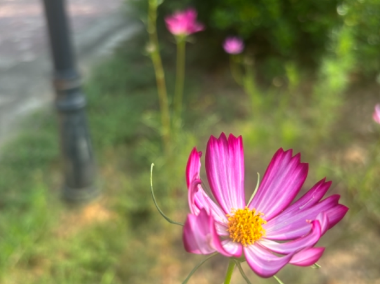 英德奧園希爾頓逸林度假酒店優惠