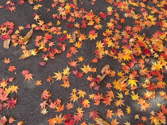 湯布院町燈之宿酒店優惠