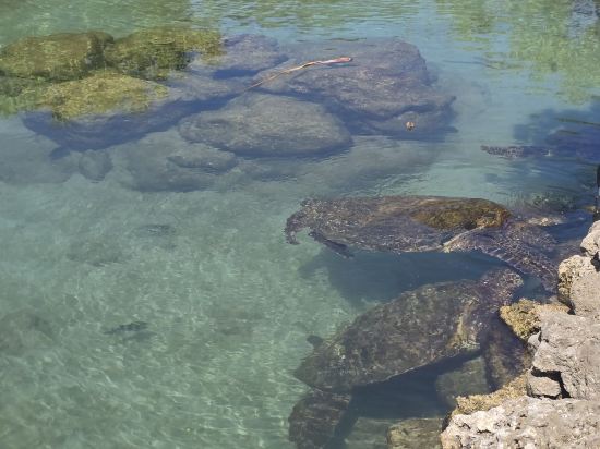 マリンピアザオキナワ クーポン
