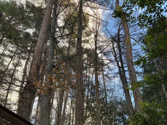 フジプレミアムリゾート クーポン