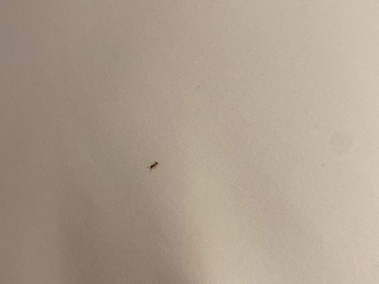 新加坡聖淘沙名勝世界邁克爾酒店（Staycation Approved）優惠