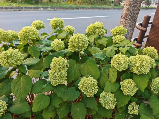 コートホテル旭川 クーポン