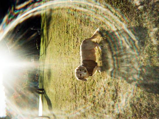 소노펫클럽&리조트 비발디파크 쿠폰